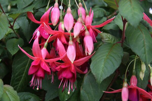 Fuchsien lieben feuchte Luft und blhen auch in verregneten Sommern prchtig. ber Jahre gepflegt, knnen Fuchsien zu solch prchtigen Exemplaren heranwachsen